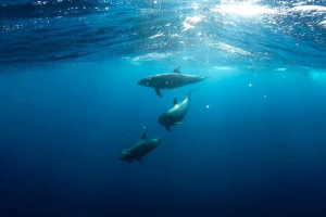 Чому дельфін не є рибою, а ссавцем? Чому дельфін не є рибою, а ссавцем?